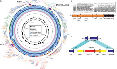 Characterization of a mcr-1 and CRISPR-Cas System Co-harboring Plasmid in a Carbapenemase-Producing High-Risk ST11 Klebsiella pneumoniae Strain